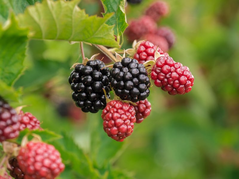 Berries Dessert